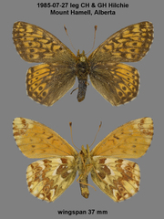 Boloria alaskensis