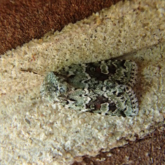 Lacinipolia laudabilis