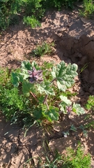 Sphaeralcea coulteri