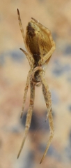 Uloborus walckenaerius