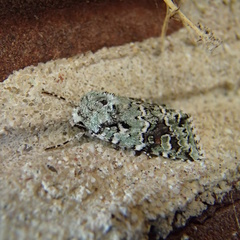 Lacinipolia laudabilis