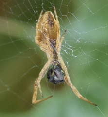 Uloborus walckenaerius