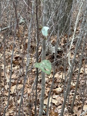Smilax glauca