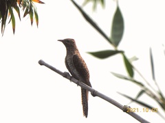 Cacomantis merulinus