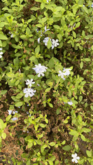 Plumbago auriculata