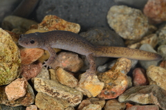 Cryptic Uiryeong Salamander photo 3