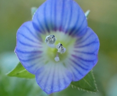 Veronica persica