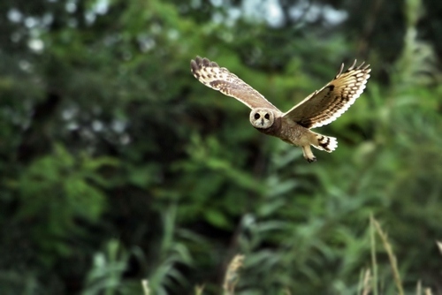 Marsh Owl (Asio capensis), photo 8