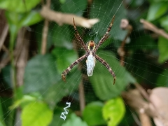 Argiope versicolor