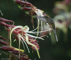 Phaethornis eurynome