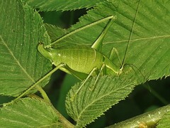 Metaplastes pulchripennis