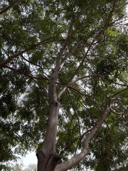 Senna siamea