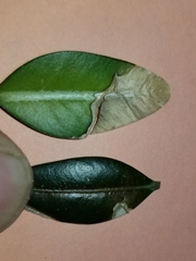 Monarthropalpus flavus
