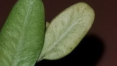 Eurytetranychus buxi