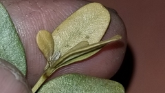 Eurytetranychus buxi