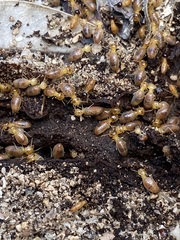 Tenuirostritermes