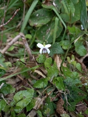 Viola arcuata