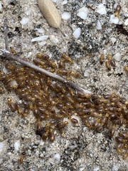 Tenuirostritermes