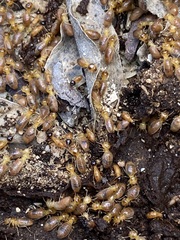 Tenuirostritermes