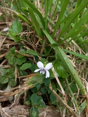 Viola arcuata