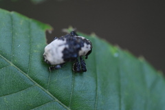 Sternuchopsis trifida