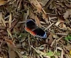 Elymnias hypermnestra