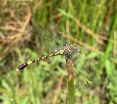 Paragomphus genei