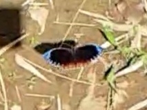 Elymnias hypermnestra