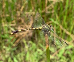 Paragomphus genei
