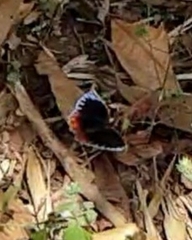 Elymnias hypermnestra