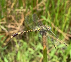 Paragomphus genei