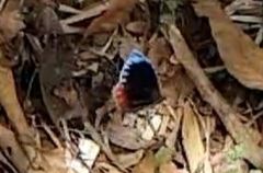 Elymnias hypermnestra