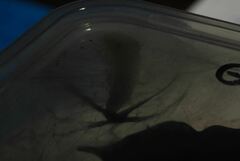 Dalceridae