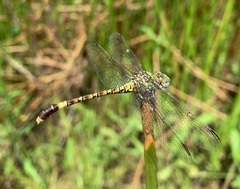 Paragomphus genei