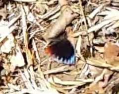 Elymnias hypermnestra