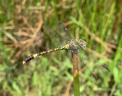 Paragomphus genei