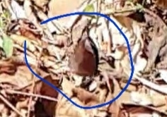 Elymnias hypermnestra