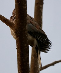 Streptopelia senegalensis