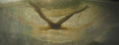 Dalceridae