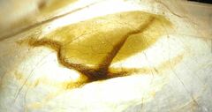 Dalceridae