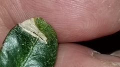 Monarthropalpus flavus