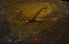 Dalceridae