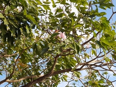 Tabebuia rosea