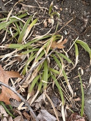 Carex platyphylla