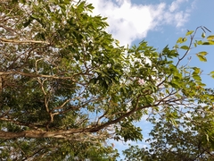 Tabebuia rosea