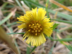 Tussilago farfara