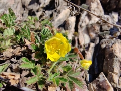 Potentilla verna