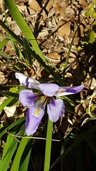 Iris unguicularis
