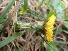Tussilago farfara