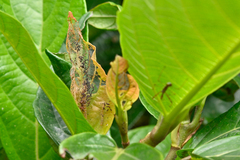 Choreutis basalis